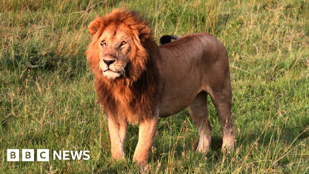 Gadis, 14, dibunuh oleh singa di Kenya