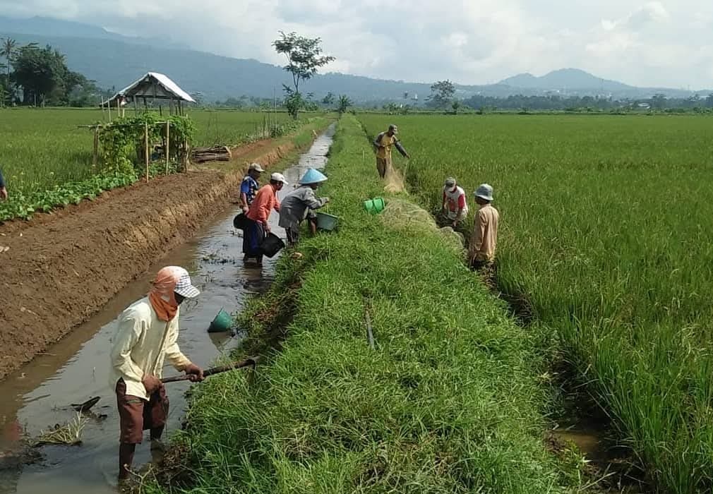 Ribuan Hama Tikus Berhasil Dibunuh Dalam Penggeropyokan di Lima Kecamatan di Kabupaten Semarang