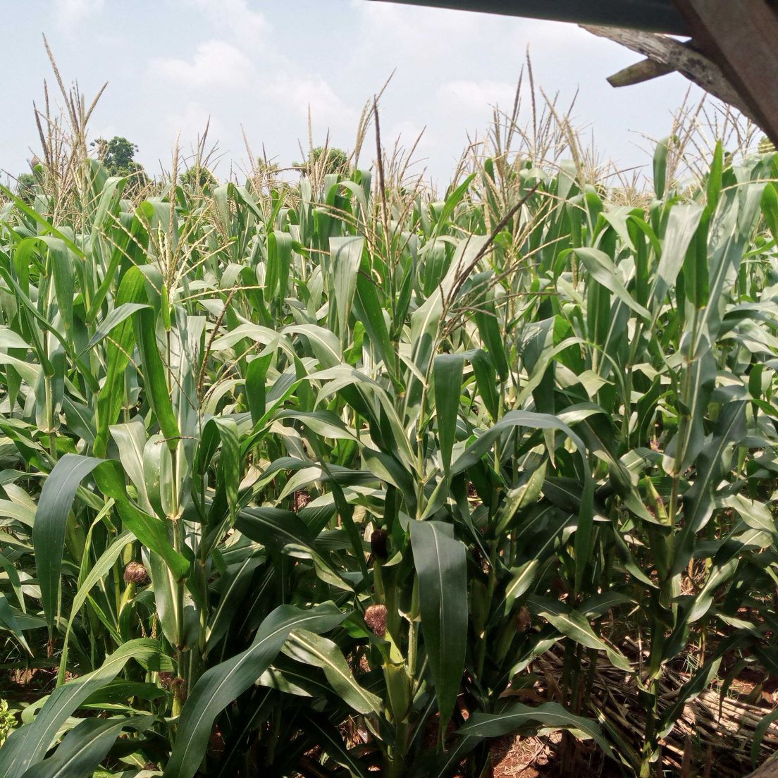 Ribuan Petani di Pesisir Sambut Gembira Hujan Jelang Akhir Musim