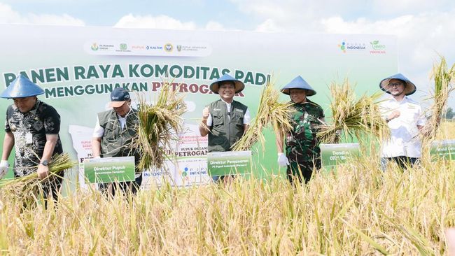 Panen Raya di Blora, Petroganik Sukses Tingkatkan Produktivitas Padi